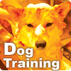 Dog Training