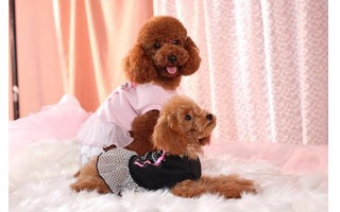 目指せモデルドッグ! 3期生　*連続講座