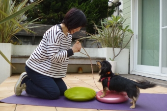 愛犬のバランスディスク・エクササイズ