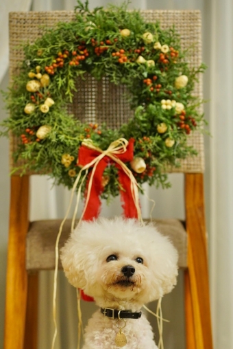 愛犬と楽しむフラワーアレンジメント ~Xmas wreath 2023~