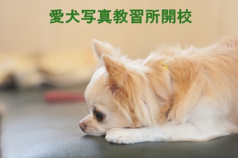 愛犬写真教習所 〜愛犬の撮り方教えます〜