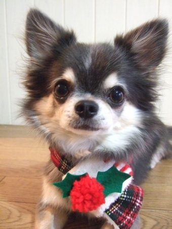 X'mas特別クラス マフラーをハンドメイドしよう!