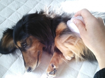 愛犬と一緒にグアシャマッサージ