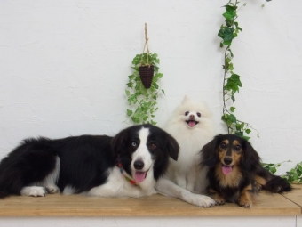 五行説de愛犬診断